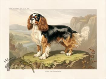 CFA Dog Cavalier King Charles Spaniel 01